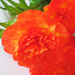 искусственные цветы мак цвета оранжевый 2
