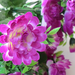 искусственные цветы маргаритки цвета фиолетовый 7