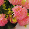искусственные цветы маргаритки цвета розовый 5