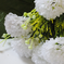искусственные цветы маргаритки цвета белый 6
