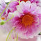 искусственные цветы маргаритка-колокольчик цвета малиновый с белым 37