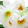 искусственные цветы маргаритка-колокольчик цвета белый 6