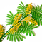 искусственные цветы мимоза цвета зеленый с желтым 30
