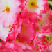 искусственные цветы мох цвета розовый с белым 14