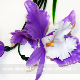 орхидеи 3-44