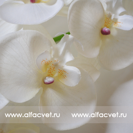 искусственные цветы орхидеи цвета белый 6