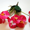 искусственные цветы букет орхидеи цвета малиновый 11