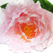 искусственные цветы пион цвета светло-розовый 9
