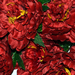 искусственные цветы пионы цвета бордовый 61