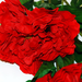 искусственные цветы ветка пиона цвета красный 4