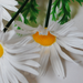 искусственные цветы ромашки пластмассовые цвета белый 6