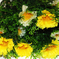 искусственные цветы ромашки c пластиком цвета желтый 1