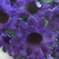 искусственные цветы букет ромашек цвета синий 12