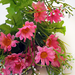 искусственные цветы букет ромашек с добавкой кашка цвета розовый 5