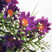 искусственные цветы букет ромашек с добавкой кашка цвета фиолетовый 7