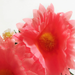 искусственные цветы ромашка цвета розовый 5