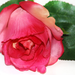 искусственные цветы роза цвета малиновый 11