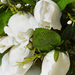искусственные цветы розы цвета белый 6