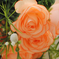 искусственные цветы розы цвета кремовый 24