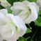искусственные цветы букет роз цвета белый 6