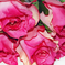 искусственные цветы букет роз цвета малиновый 11