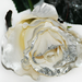 искусственные цветы роза с блестками цвета белый 6