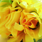 искусственные цветы роза-колокольчик цвета желтый 1