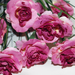 искусственные цветы роза кустовая цвета малиновый 11