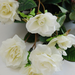 искусственные цветы маленькие розы цвета белый 6