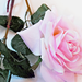 искусственные цветы ветка роз цвета светло-розовый 9