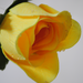 искусственные цветы роза_but цвета желтый 1