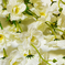 искусственные цветы сакура цвета белый 6