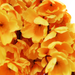 искусственные цветы сакура цвета желтый 1