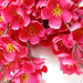 искусственные цветы сакура цвета малиновый 11