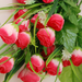 искусственные цветы тюльпаны цвета розовый с белым 14