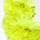искусственные цветы ветка гвоздики цвета салатовый 39