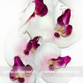 искусственные цветы ветка орхидей цвета белый с фиолетовым 66