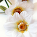 искусственные цветы ветка ромашек с осокой цвета белый 6